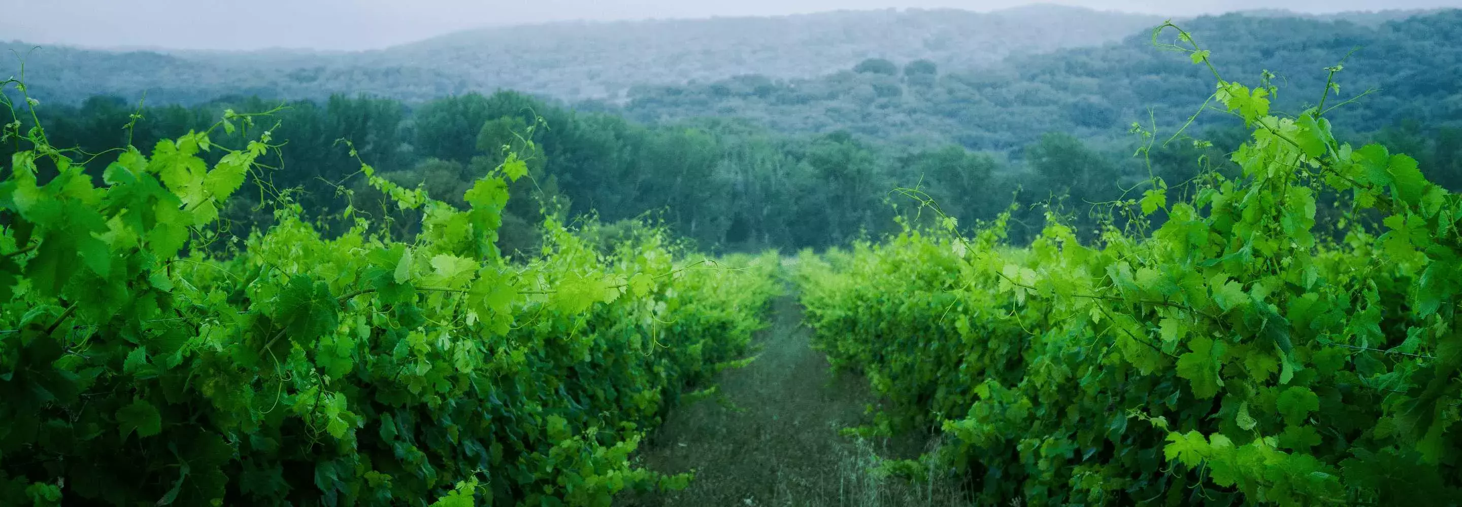 Ravasqueira Vinhas