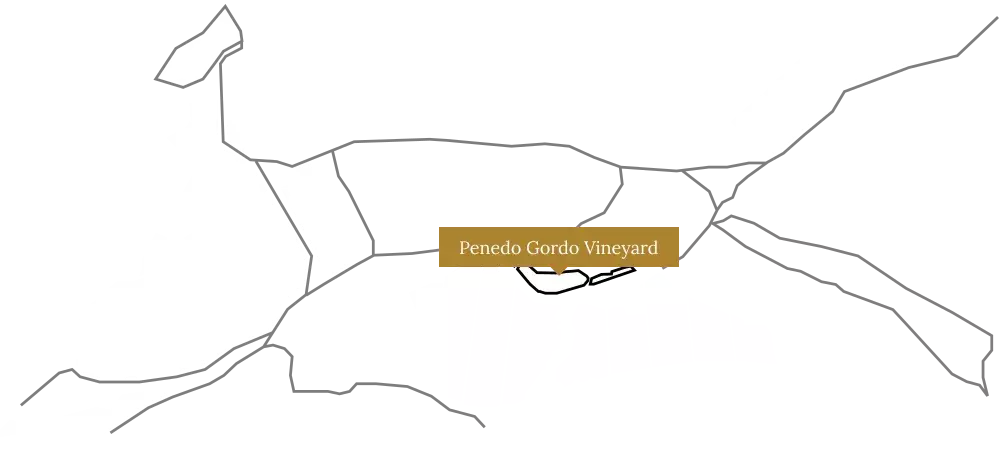 Penedo Gordo vineyard